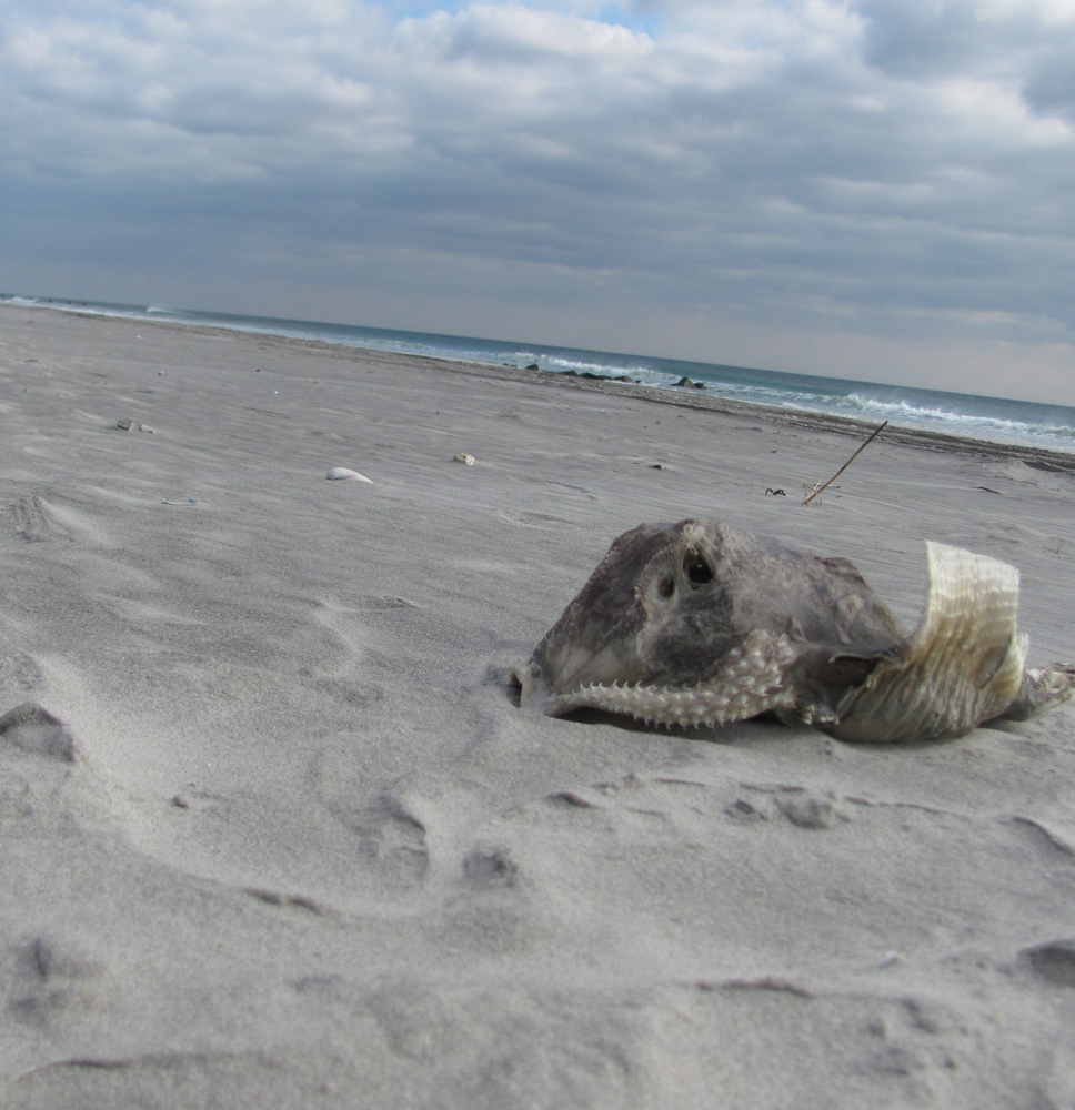 Beach Octopus 1