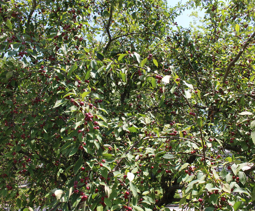 Crab Apple Tree