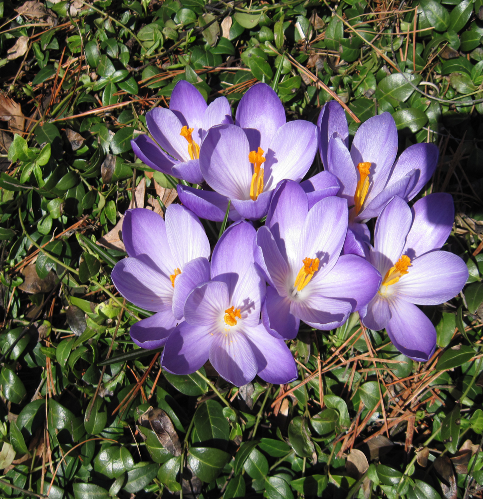 Purple Flowers