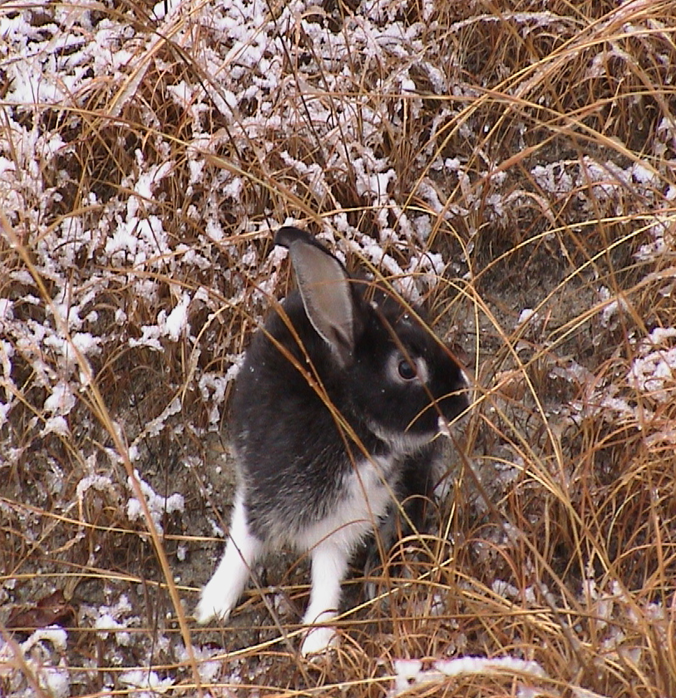 Snow Rabbit 1